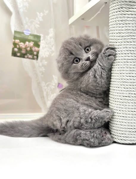 Munchkin Fold Longhair