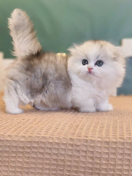 Munchkin Longhair