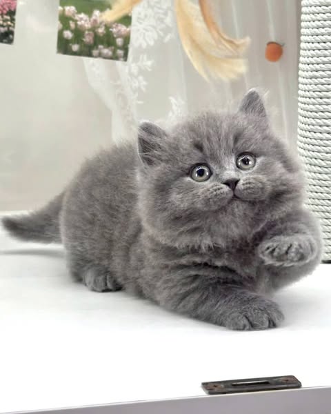 Munchkin Longhair