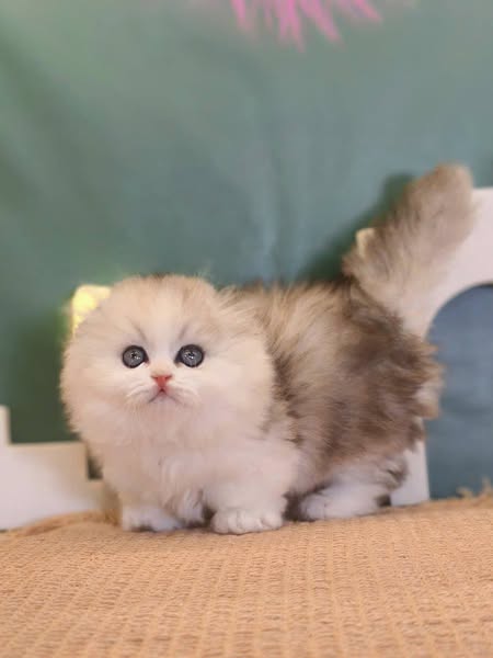 Munchkin Longhair