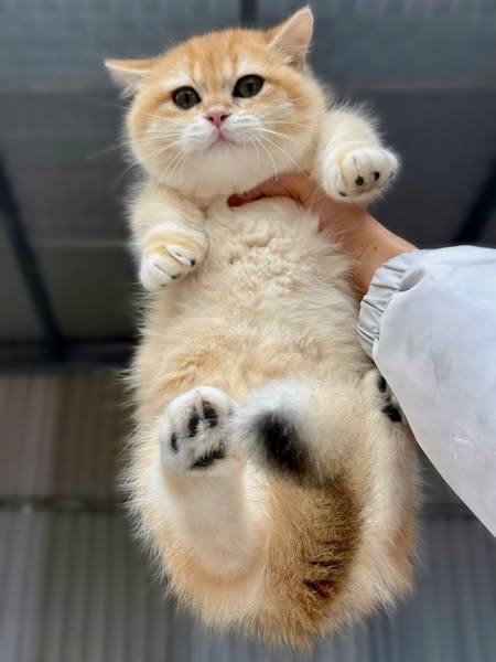 Munchkin