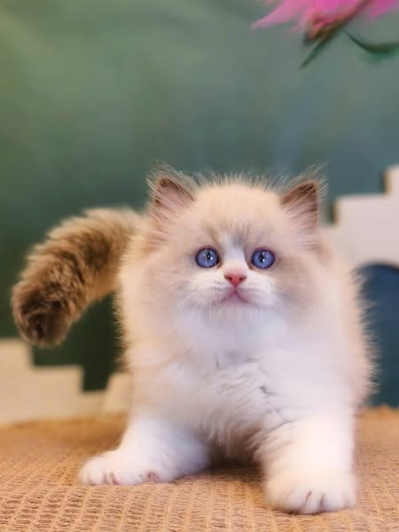 Ragdoll