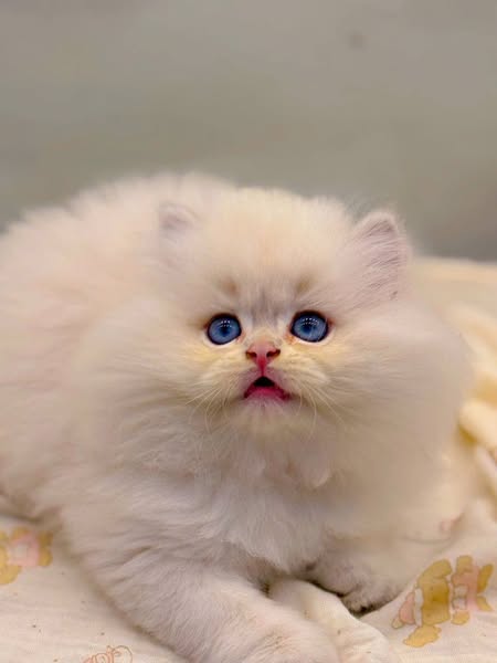 British Longhair