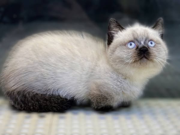 Munchkin
