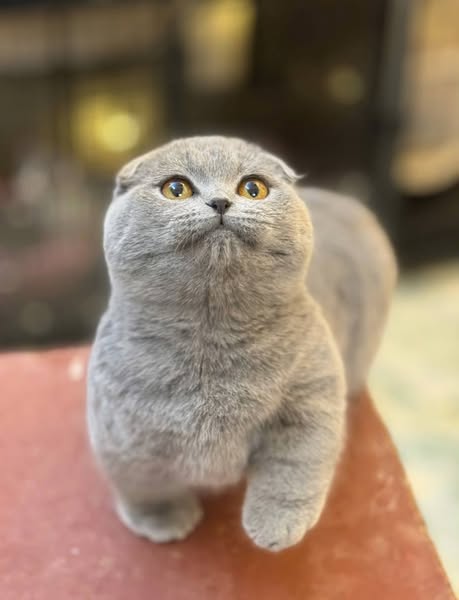 Munchkin Fold