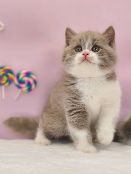 Munchkin