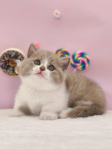 Munchkin