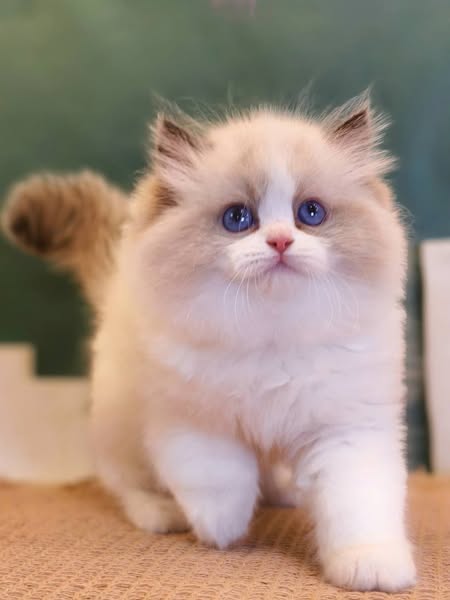 Ragdoll