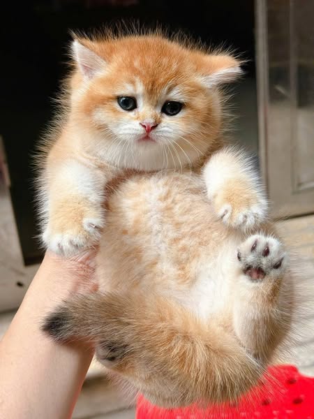 British Shorthair