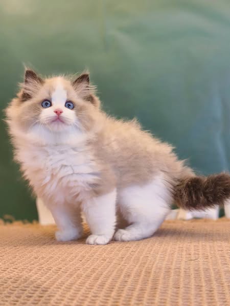 Ragdoll
