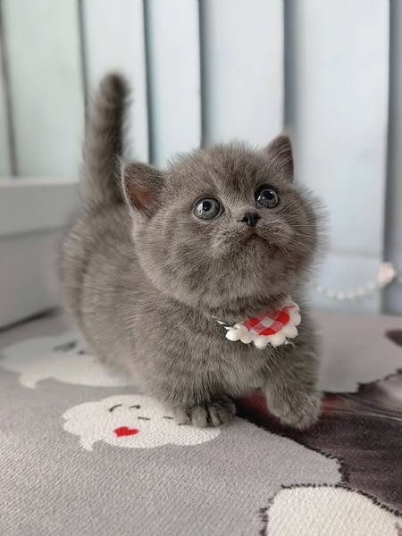 Munchkin