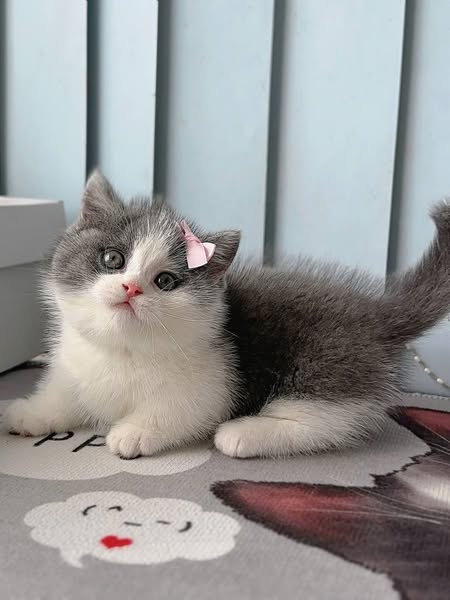 Munchkin