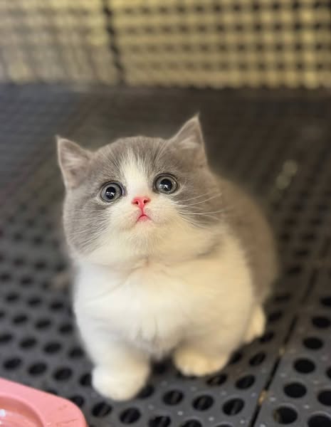 Munchkin