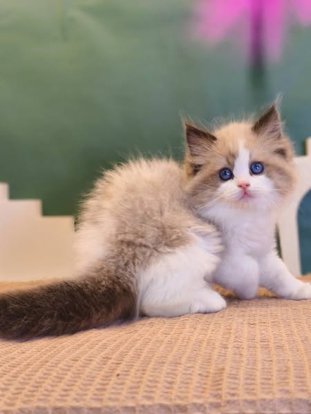 Ragdoll