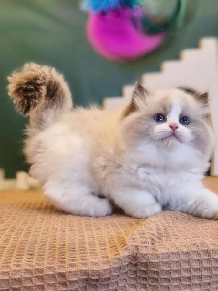 Ragdoll