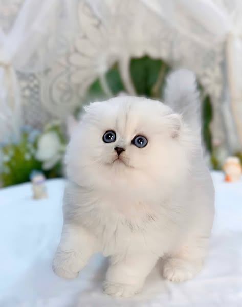 British Longhair