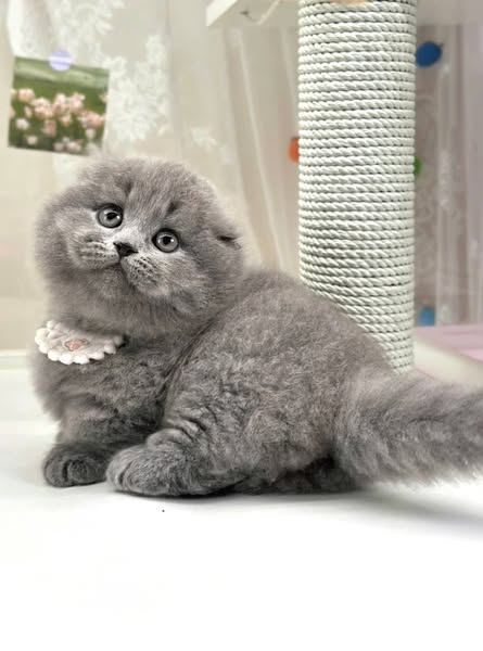 Munchkin Fold Longhair