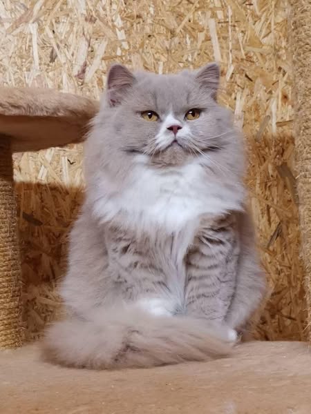 British Longhair