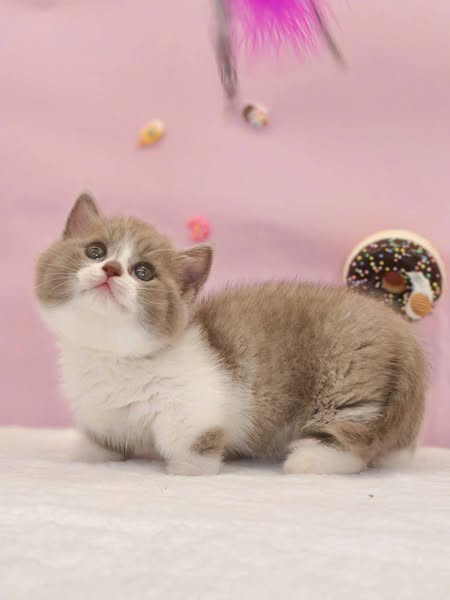 Munchkin