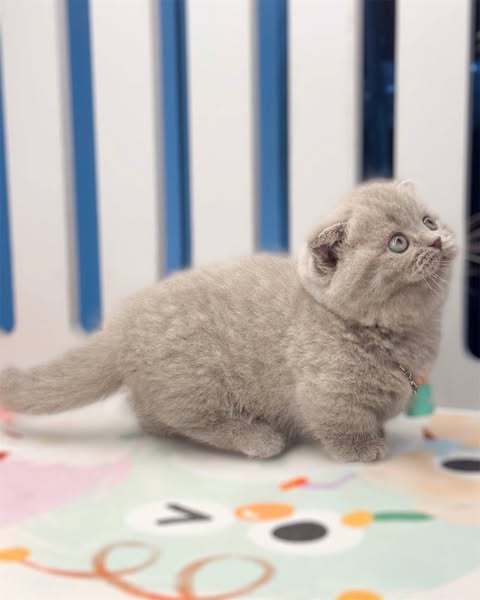 Munchkin Fold