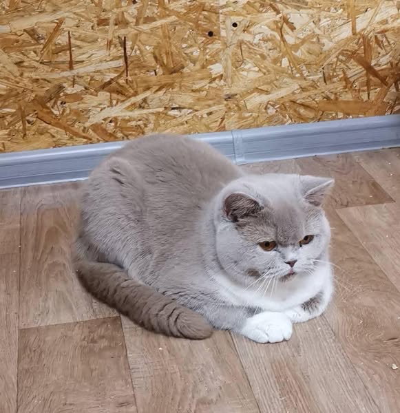 British Shorthair