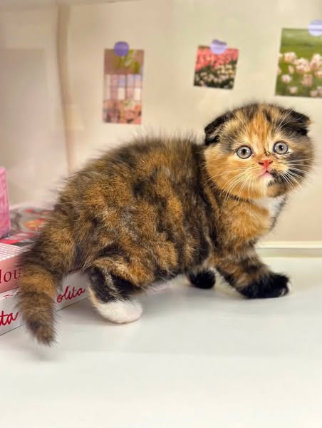 Scottish Fold