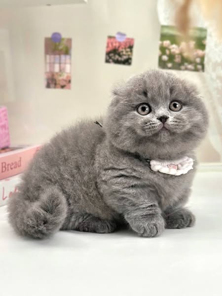 Munchkin Fold Longhair