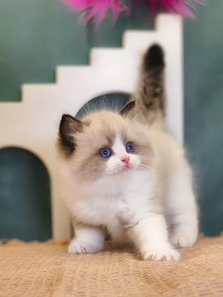 Ragdoll
