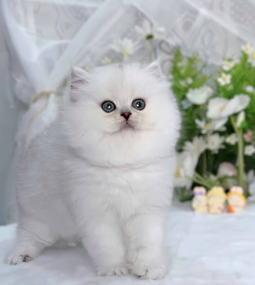 British Longhair