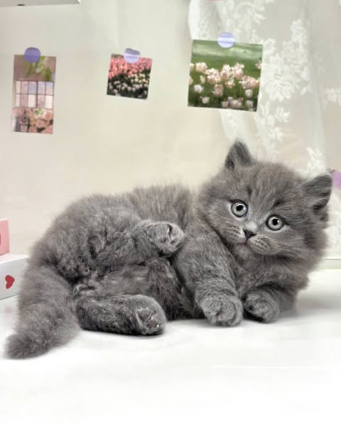 Munchkin Longhair