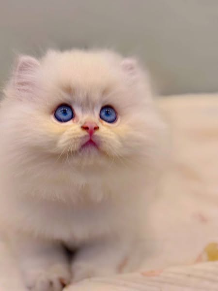 British Longhair