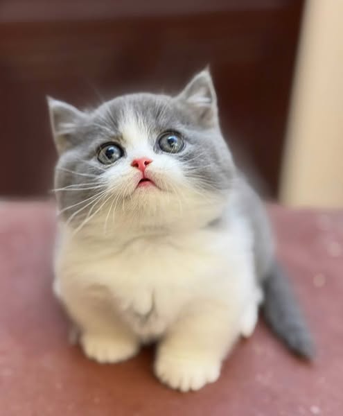 Munchkin