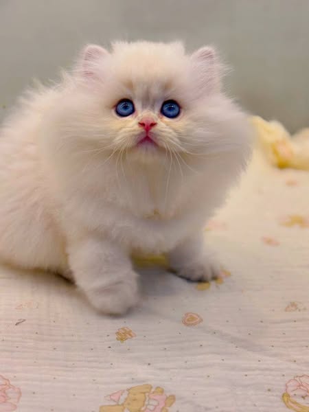 British Longhair