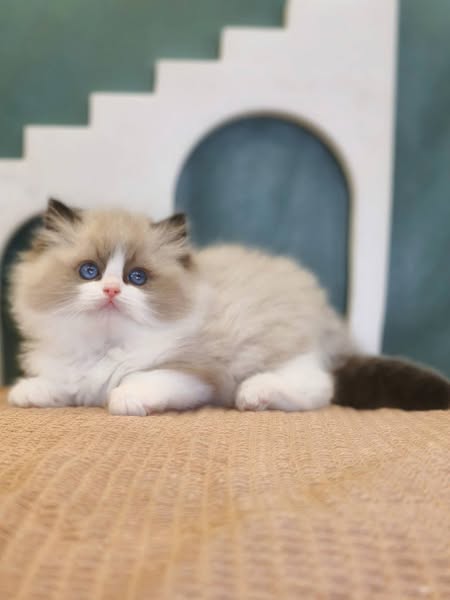 Ragdoll