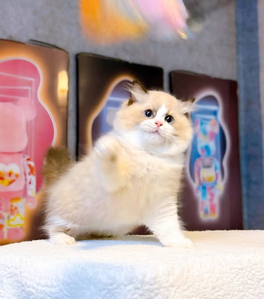 Ragdoll