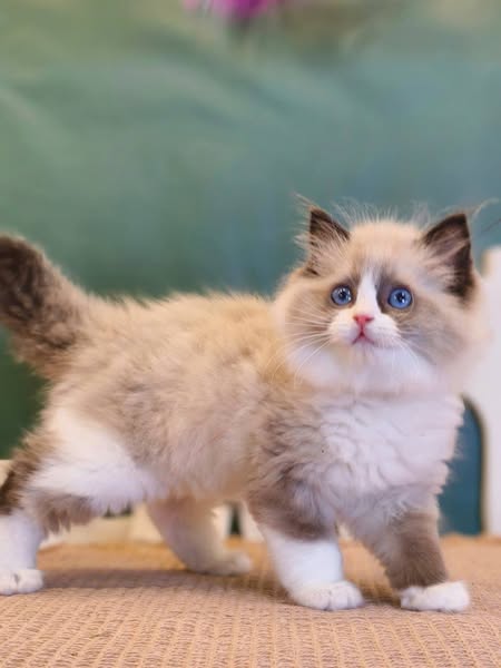 Ragdoll