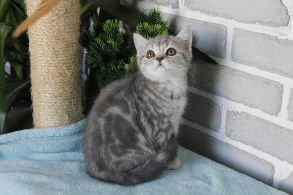 British Shorthair