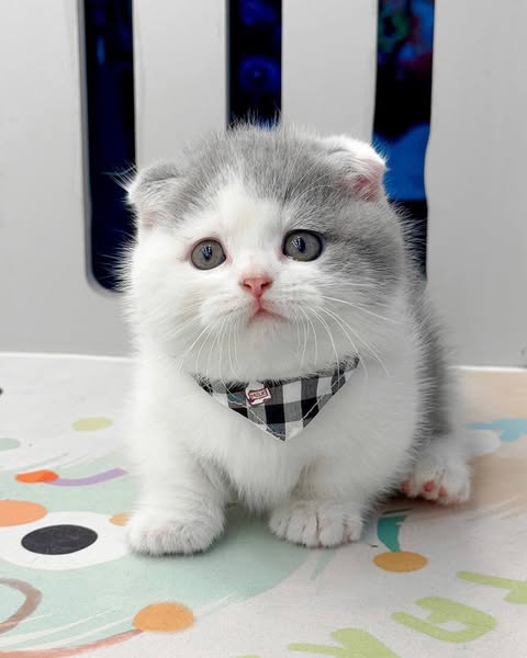 Munchkin Fold