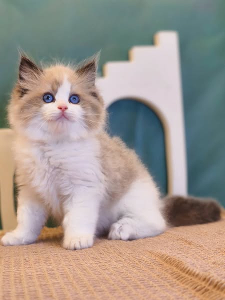 Ragdoll