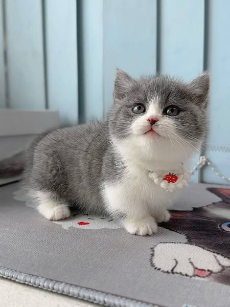 Munchkin
