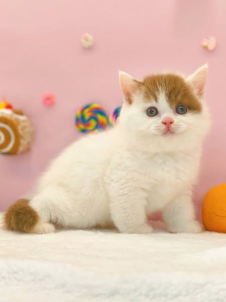 British Shorthair