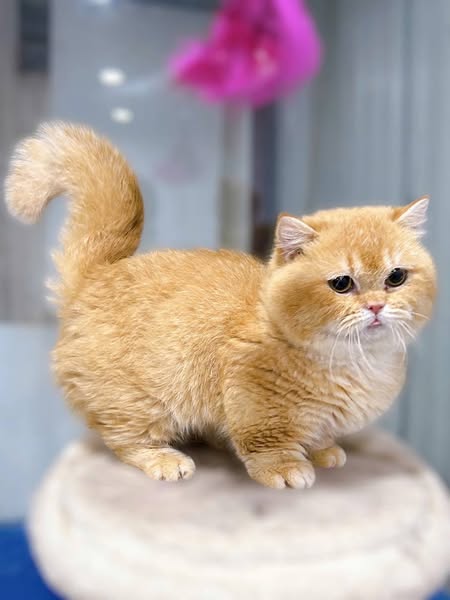 Munchkin