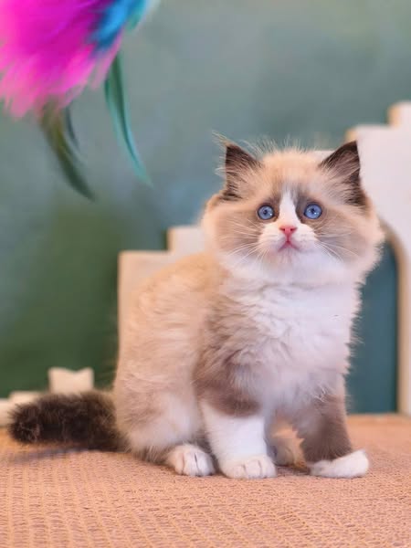 Ragdoll