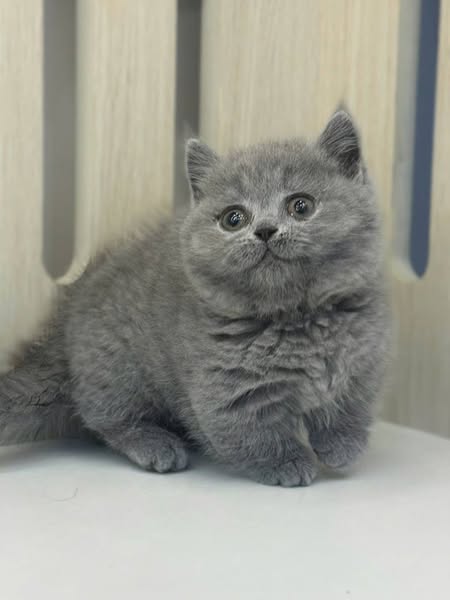 Munchkin
