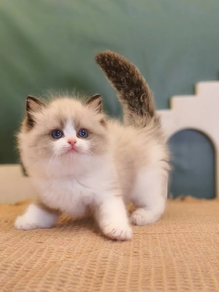 Ragdoll