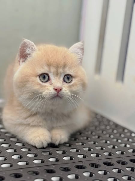 British Shorthair