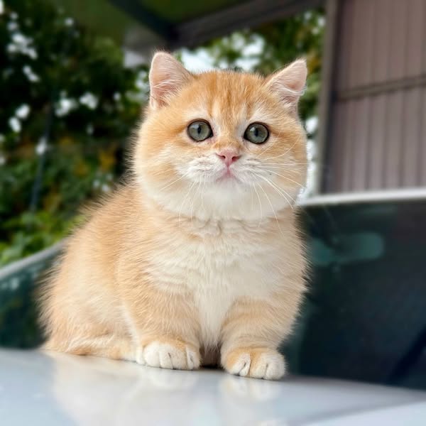 Munchkin