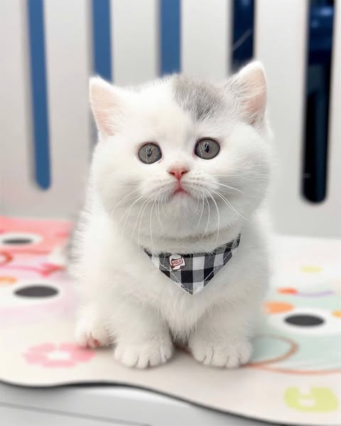 Munchkin