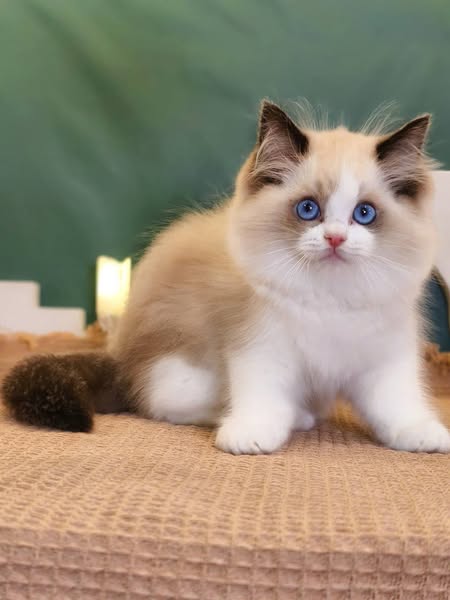 Ragdoll