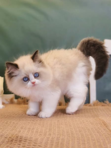 Ragdoll